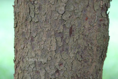 Artocarpus gomezianus subsp. zeylanicus